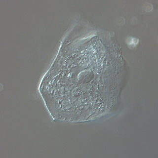 MIchrome 16 16MP USB3.0 CMOS Camera with Live Stitching and Live EDF.